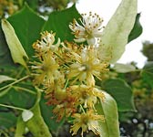 Tilia platyphyllos