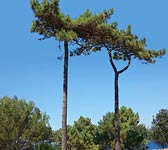 Pinus pinaster