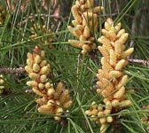 Pinus pinea