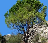 Pinus halepensis