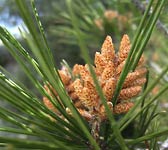 Pinus halepensis