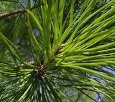 Pinus halepensis