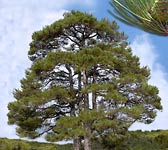 Pinus laricio