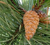 Pinus laricio