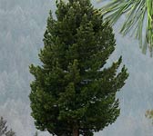 Pinus cembra