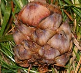 Pinus cembra