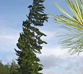 Pinus strobus