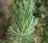 Pinus strobus