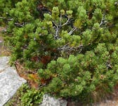 Pinus mugo