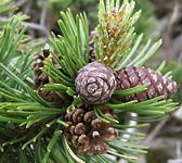 Pinus mugo