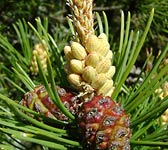 Pinus mugo