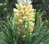 Pinus uncinata