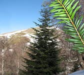 Abies alba