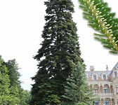 Abies nordmanniana