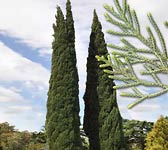 Cupressus sempervirens