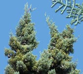 Cupressus arizonica