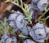 Cupressus arizonica