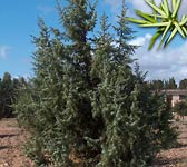 Juniperus oxycedrus