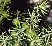 Juniperus oxycedrus