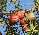 Juniperus oxycedrus