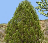 Juniperus phoenicea