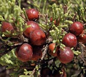 Juniperus phoenicea