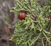 Juniperus phoenicea