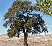 Juniperus thurifera