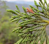 Juniperus thurifera