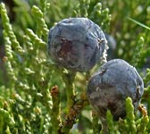 Juniperus thurifera