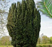 Taxus baccata