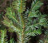 Taxus baccata