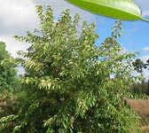 Prunus serotina