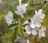 Prunus cerasus