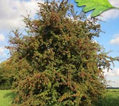 Crataegus monogyna