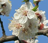 Prunus armeniaca