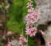 Prunus prostrata