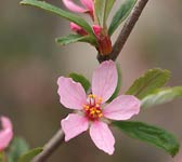 Prunus prostrata