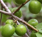 Prunus brigantina