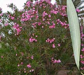 Nerium oleander