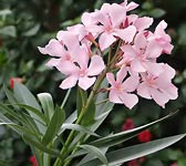 Nerium oleander