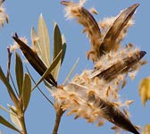 Nerium oleander