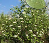 Viburnum lantana