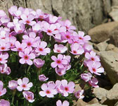 Androsace ciliata