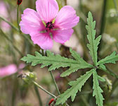 Althaea cannabina