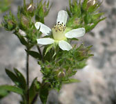 Potentilla caulescens