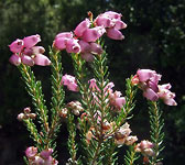 Erica terminalis