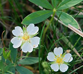 Potentilla alba