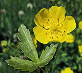 Potentilla grandiflora