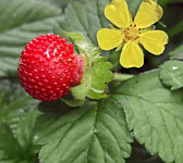 Potentilla indica